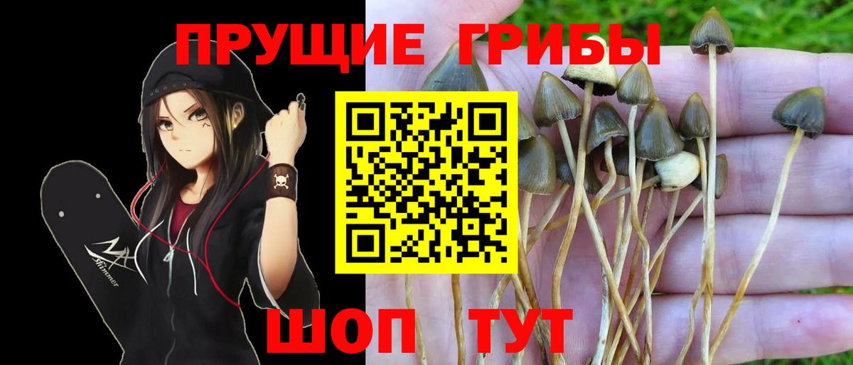 Жуковский  закладки  Вход с VPN  Галлюциногенные грибы GOLDEN TEACHER  Галлюциногенные грибы GOLDEN TEACHER 